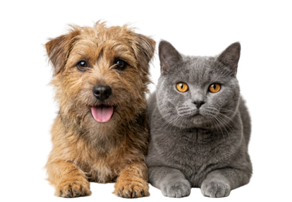 Home 9 DogCat 1